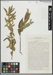 Foto von Salix alba L. x Salix fragilis L.